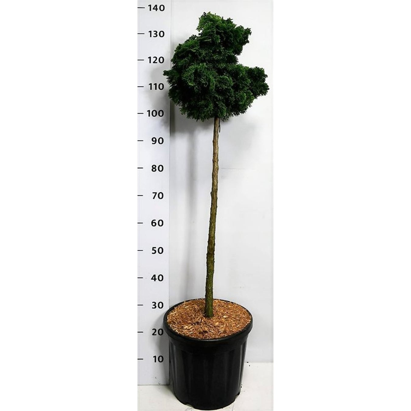 Ädelcypress – Chamaecyparis obtusa 'Nana Gracilis' - 80 CM Stem C20